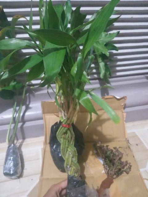 Tanaman Hias Bambu Hoki Variegata Lucky Bamboo