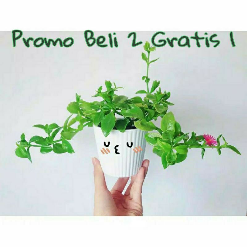 TANAMAN BABY SUN ROSE PROMO BELI 2 GRATIS 1 |COD| PROMO TERBATAS , SUPER KUALITAS