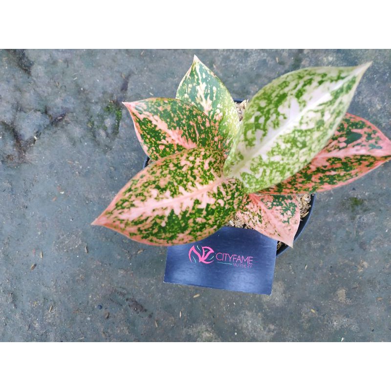 Aglonema Stardas Orange lokal / Aglaonema Stardast orange / SO