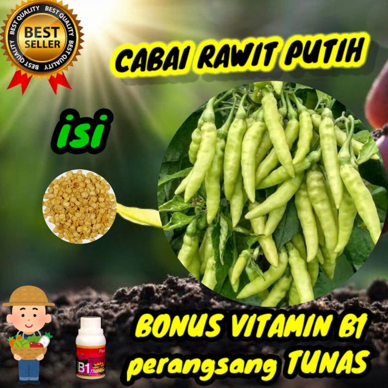 benih cabe rawit putih merapi unggul
