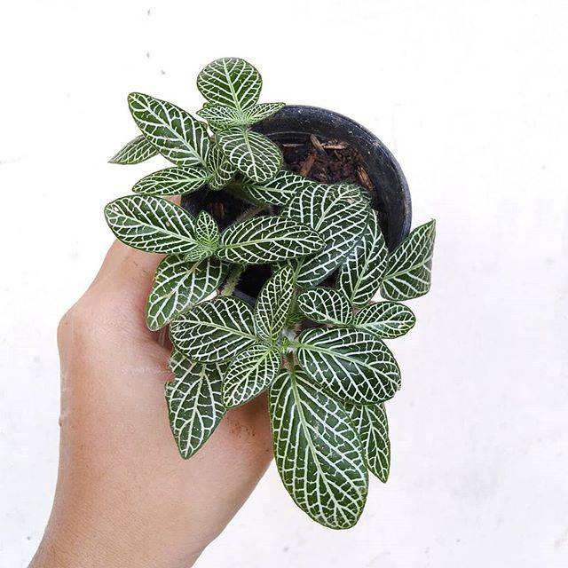 Fitonia hijau daun mini