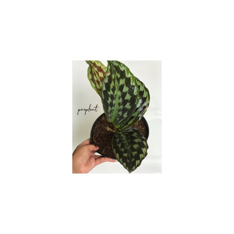 Calathea Peacock / Calathea Merak