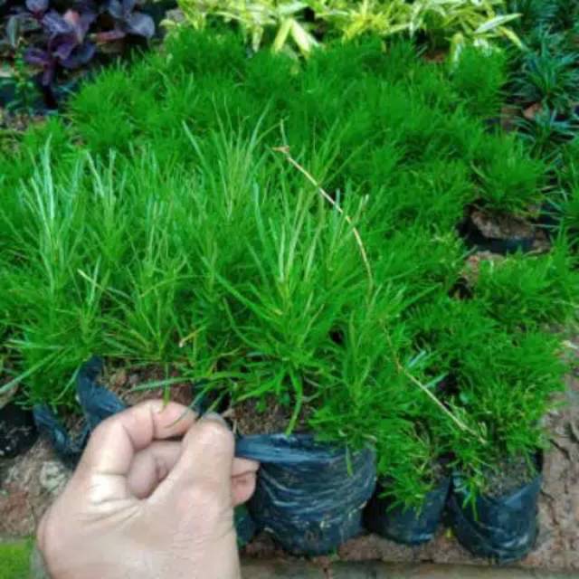 Jual Tanaman Hias Krokot Jarum Rimbun Tanaman Hias Indonesia Shopee Indonesia