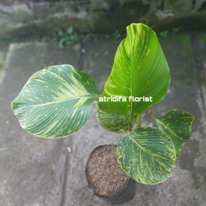Calathea lutea variegata - kalatea pisang varigata