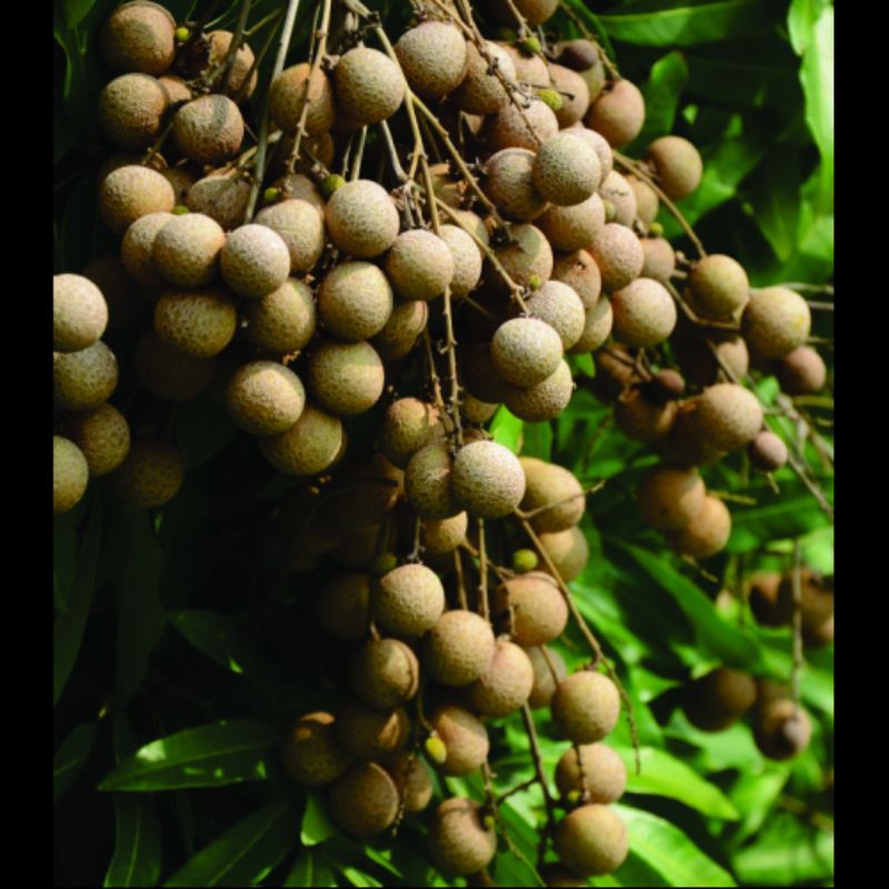 Pupuk Organik Booster Pelebat Kelengkeng Bunga dan Buah lengkeng Anti Rontok,Pelebat Klengkeng