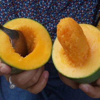 Bibit Tanaman Buah Mangga Alpukat Pasuruan Mangga Gadung Bibit Tanaman Buah Mangga Alpukat Pasuruan Mangga Gadung