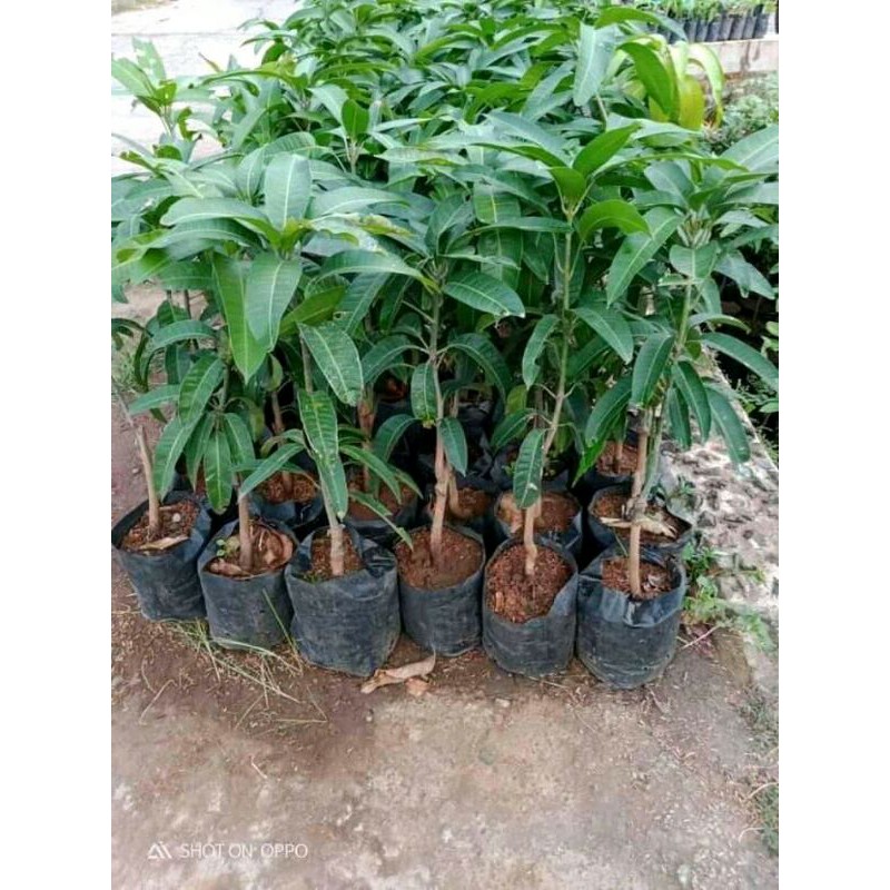 BIBIT MANGGA OKULASI CEPAT BERBUAH
