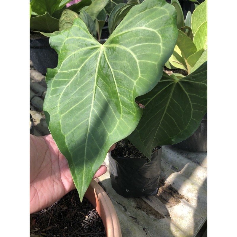 kuping gajah silangan dari clarinervium dan anthurium Pedatoradiatum (anthurium jari)