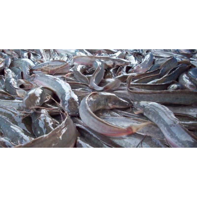 

Ikan Lele segar 1 kg