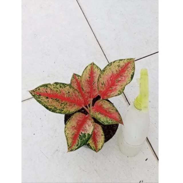 aglonema sweet dream