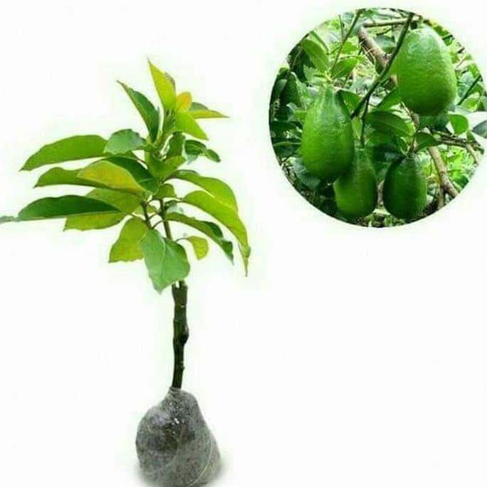 PREMIUM BIBIT ALPUKAT HASS ASLI TERLARIS