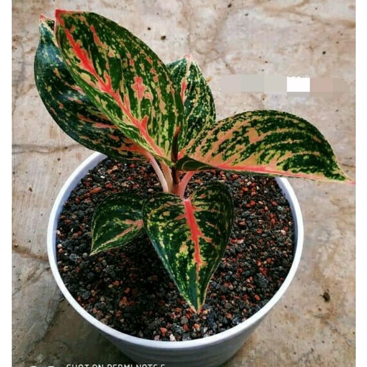 aglonema anakan WIDURI