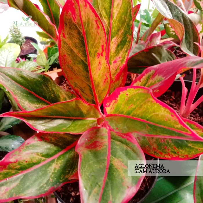 Aglonema Siam Aurora / Red Aurora