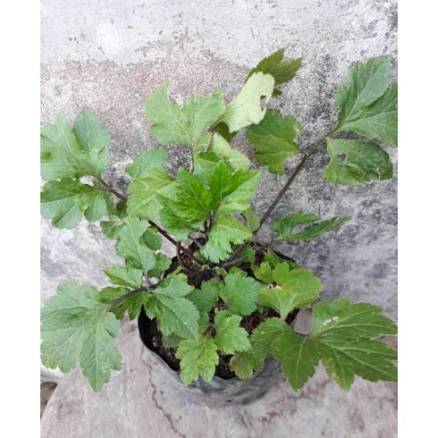 Bibit Tanaman Herbal Purwoceng/ukuran anakan