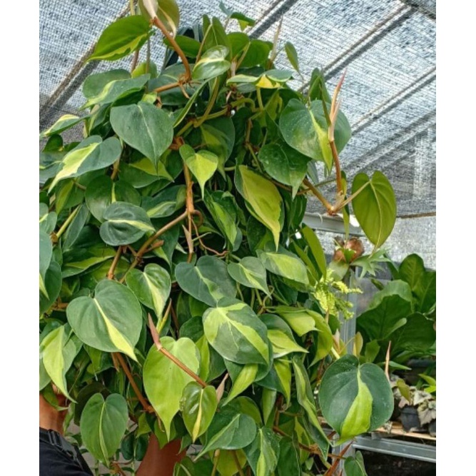 Sirih Brazil/philodendron Brazil
