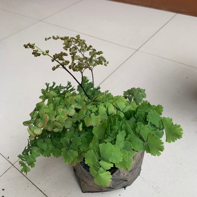 Tanaman hias bunga suplir