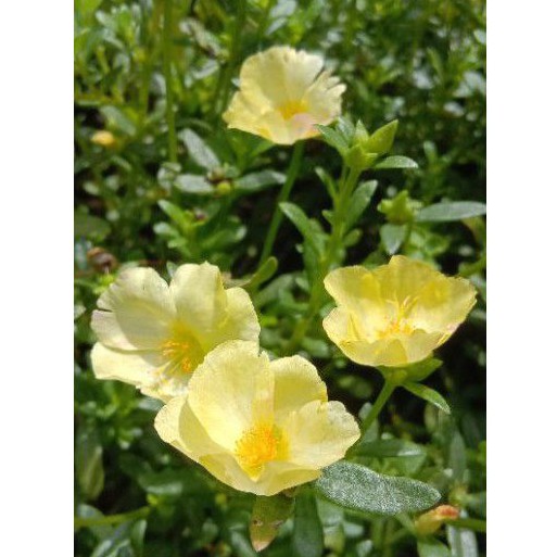 25 stek krokot hijau epal