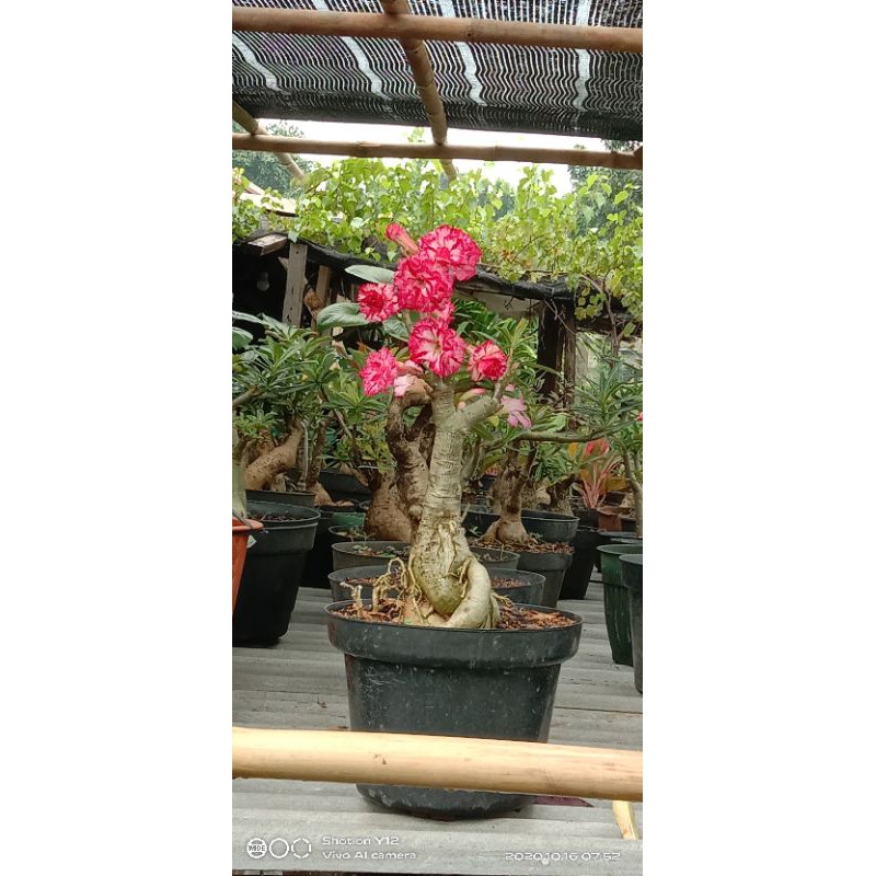 Bonsai Kamboja jepang