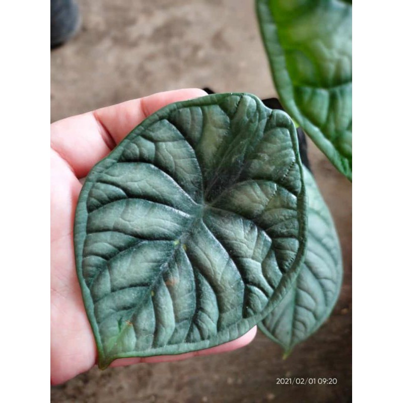 tanaman hias dragon scale d'bagindas