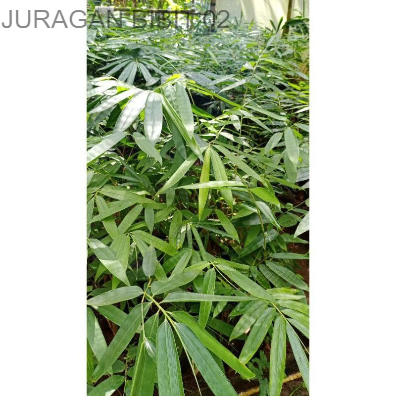 bibit bambu cendani Bayar Ditempat (COD)