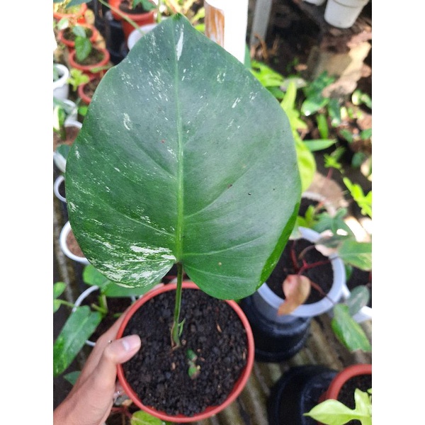 Monstera Variegata 1 Daun Pancing
