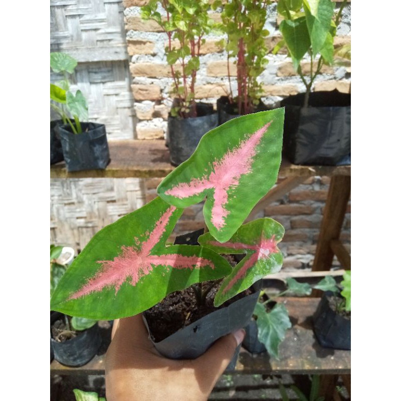 Caladium Pink Rabbit / Keladi Pink Rabbit Murah