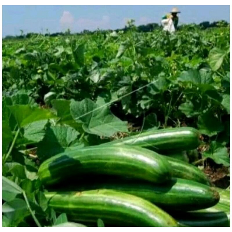 (Ready)15+BENIH KRAI LALAPAN -BIBIT TIMUN KRAI TIDAK PAHIT -MENTIMUN KRAI