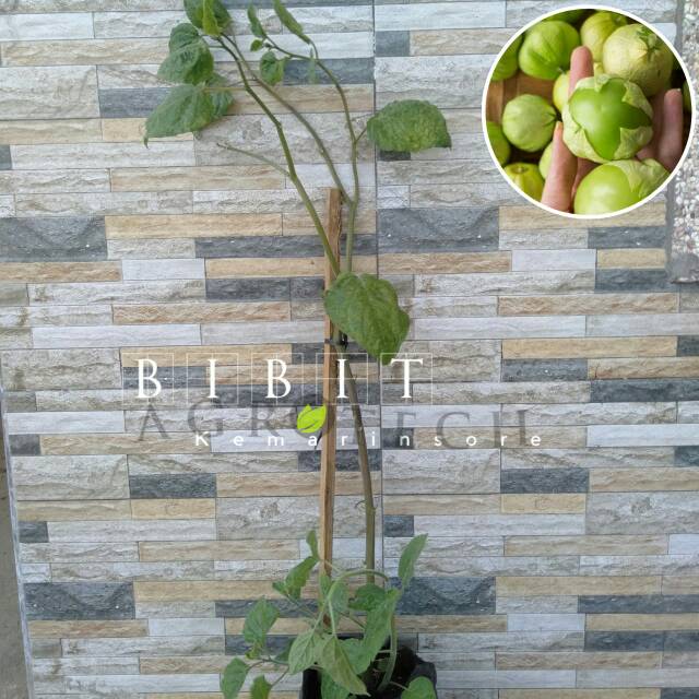 Tanaman Ciplukan Jumbo