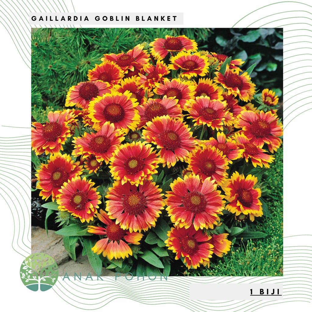 Benih Bibit Biji - Bunga Gaillardia Goblin Blanket Flower Seeds - IMPORT