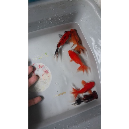 ikan hias tossa/mas koky/ikan hias