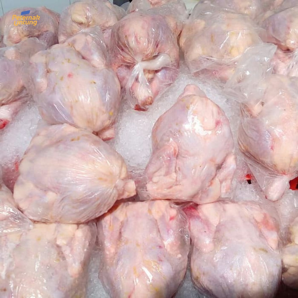 

Ayam Karkas 0.5 - 0.6 kg (ukuran masakan padang)
