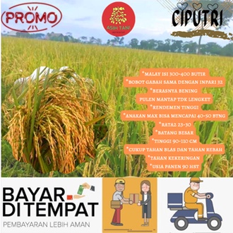 Benih Padi Unggul Ciputri 5kg / Bibit Padi Ciputri Berkualitas Kemasan 5kg