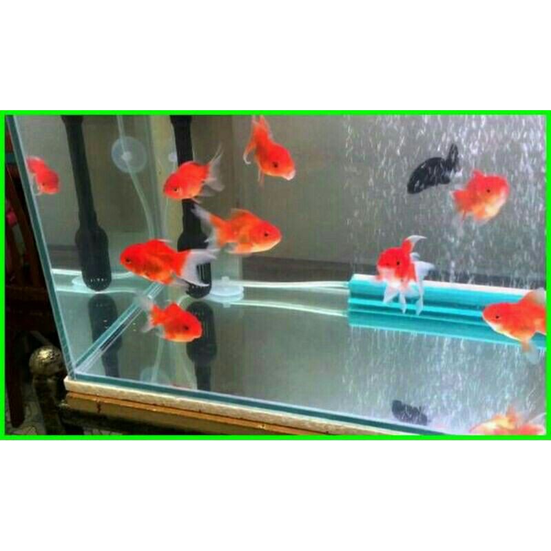 106+ Set Up Aquarium Ikan Koki Gratis