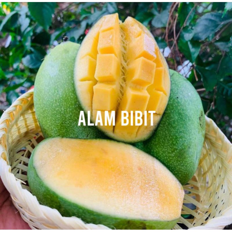 BIBIT MANGGA MADU/MANALAGI SUPER CEPAT BERBUAH