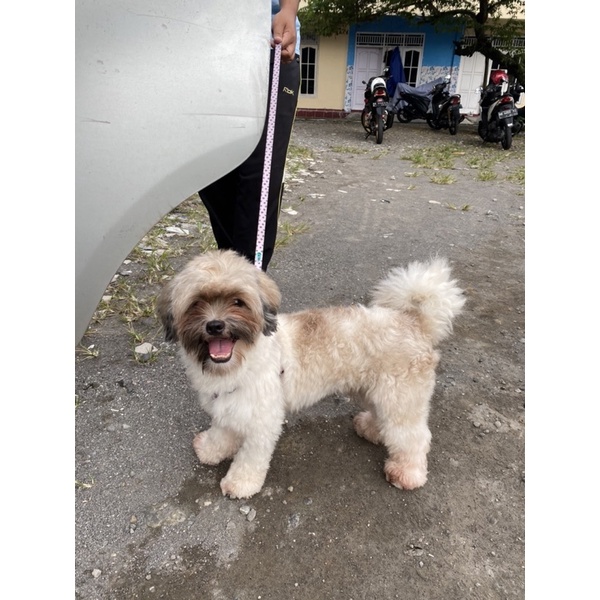 anjing shihtzu jantan
