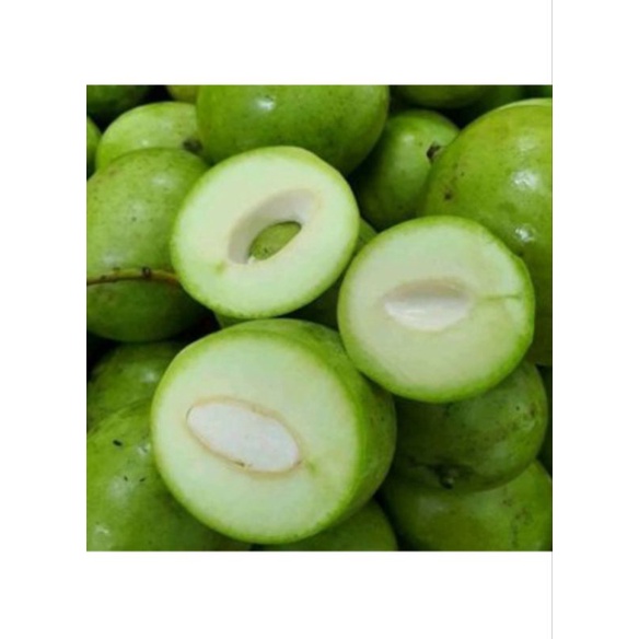 

MANGGA MUDA FRESH