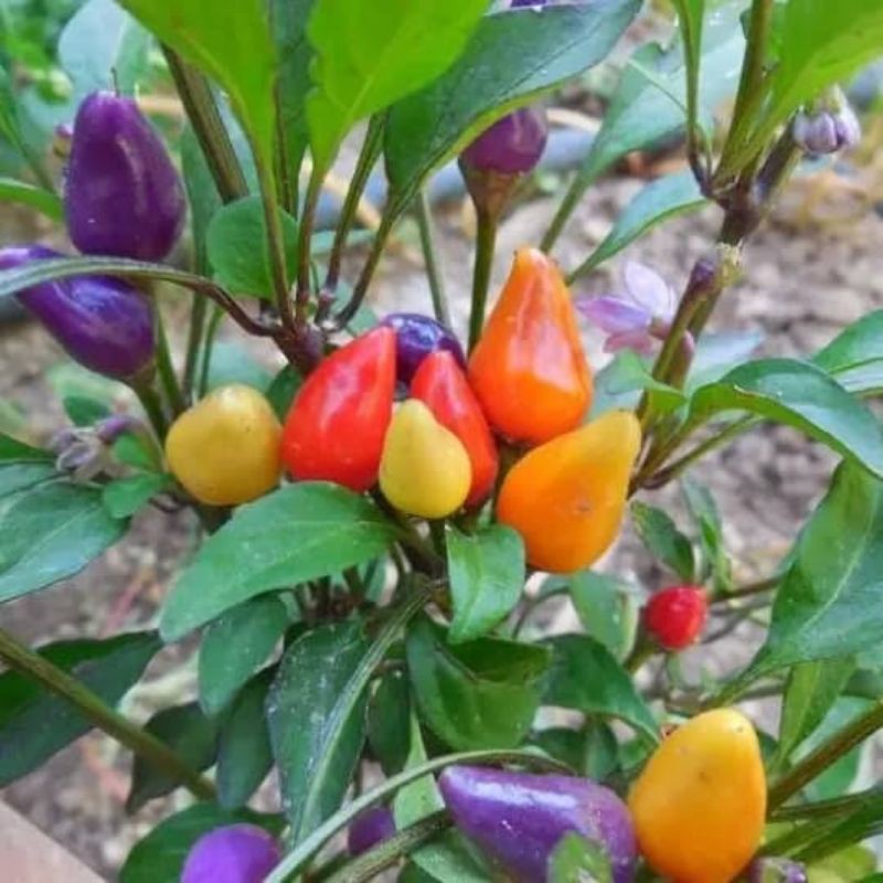 Bibit pohon cabe pelangi/Tanaman hias cabe pelangi