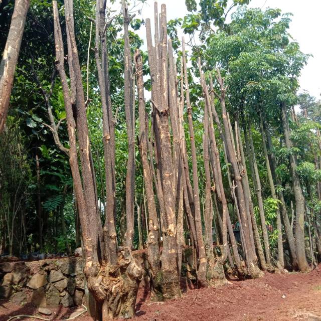 Tanaman pule,  pohon pule