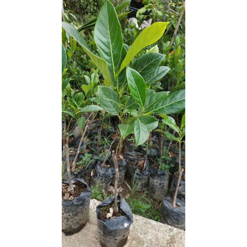 Bibit Nangka Merah Okulasi