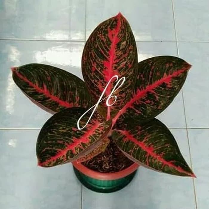 tanaman hias indoor - aglonema adelia - bibit aglonema