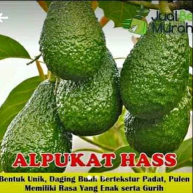 Bibit alpukat Hass