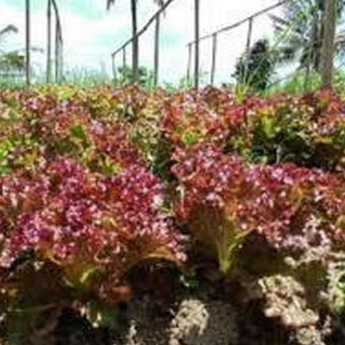 Baru 200 Benih Selada Merah Lettuce Red Rapid / Rapids Sayuran Hidroponik Kualitas Baik