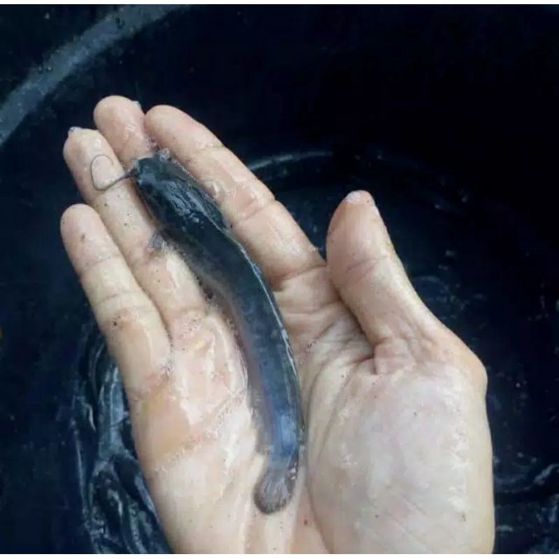 Bibit ikan lele Paket 100 ekor - ikan lele ukuran 11-12 cm - bibit ikan - lele pentol - lele sangkur