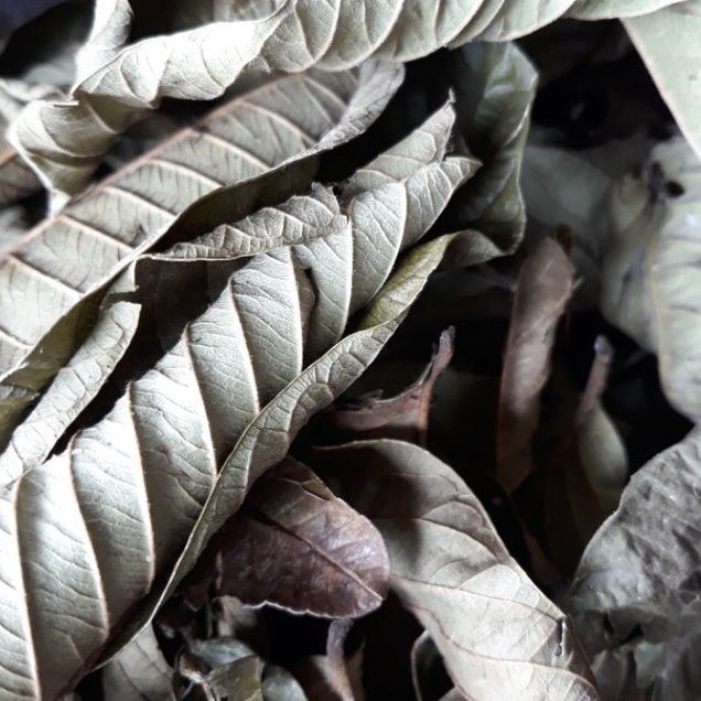 

DAUN JAMU BIJI KERING MURAH 250 GRAM