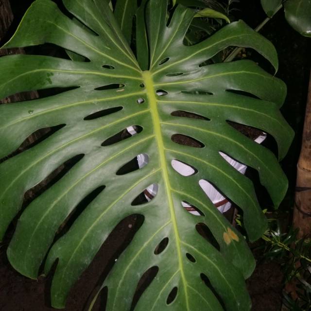 Keladi King Monstera Shopee Indonesia