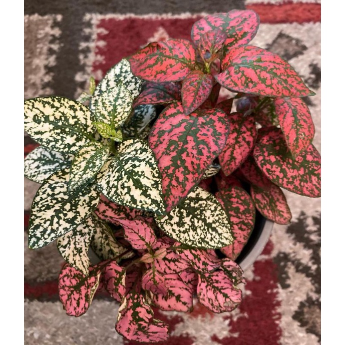 Tanaman Hias Daun Hypoestes Polkadot merah - Tanaman Indoor Polkadot Plant - Bibit Tanaman Daun Hidup Hipotes