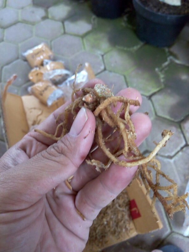 Bonggol Bunga Aglonema Golden Hope