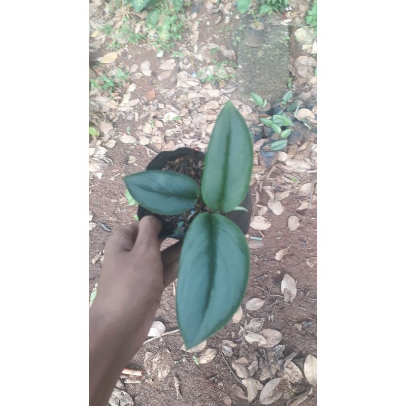 Tanaman scindapsus silver / Scindapsus silver