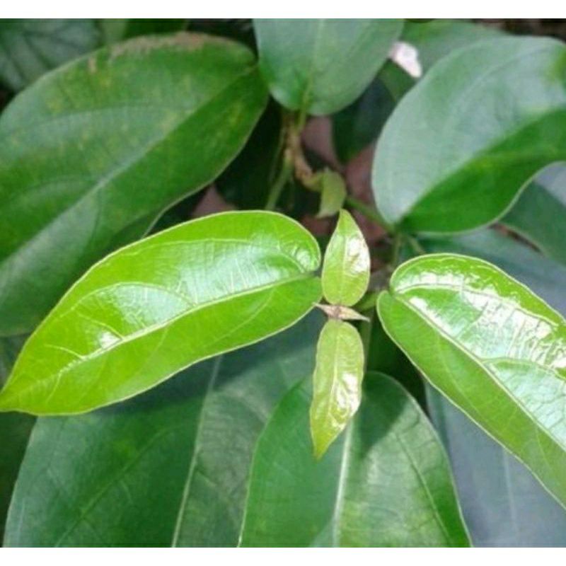 

DAUN KIPANAS ATAU DAUN CINCAU SEGAR FRESH 1KG MURAH