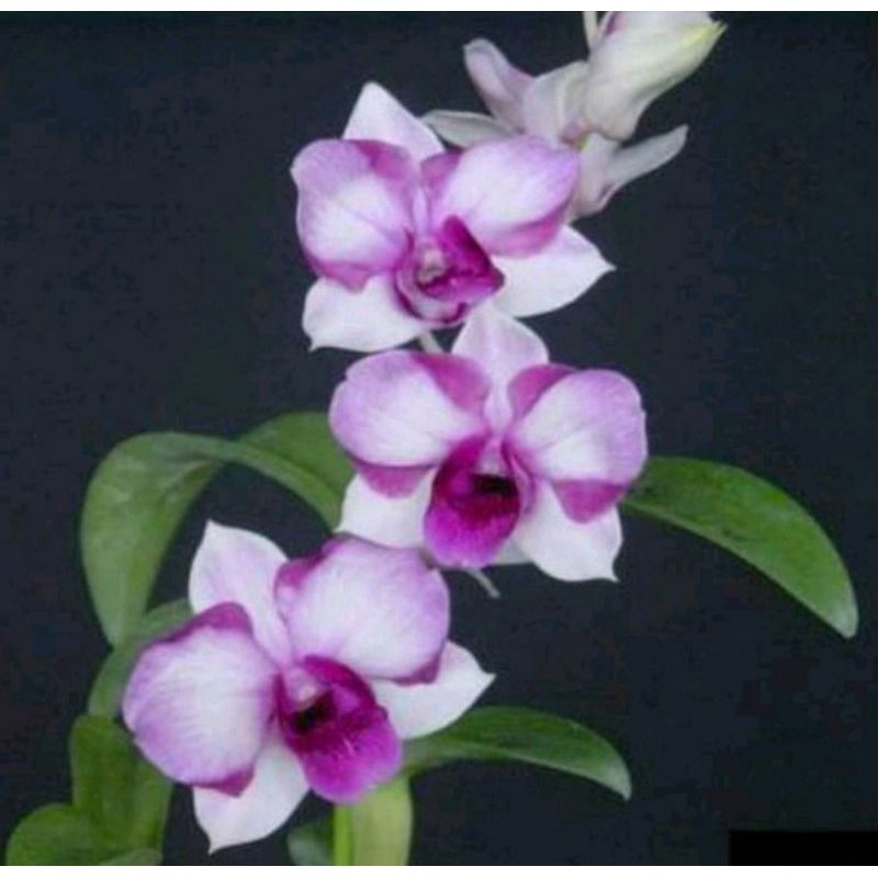 Pohon Bunga Anggrek Dendrobium Aliens Dewasa Sudah Spike